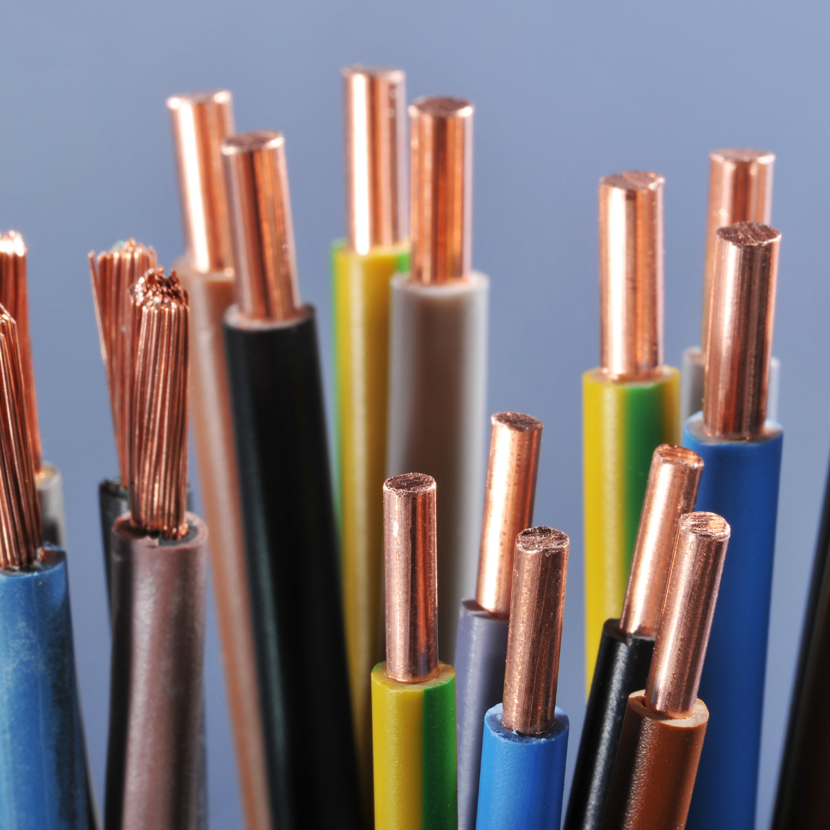 Rex-Website Images (69)