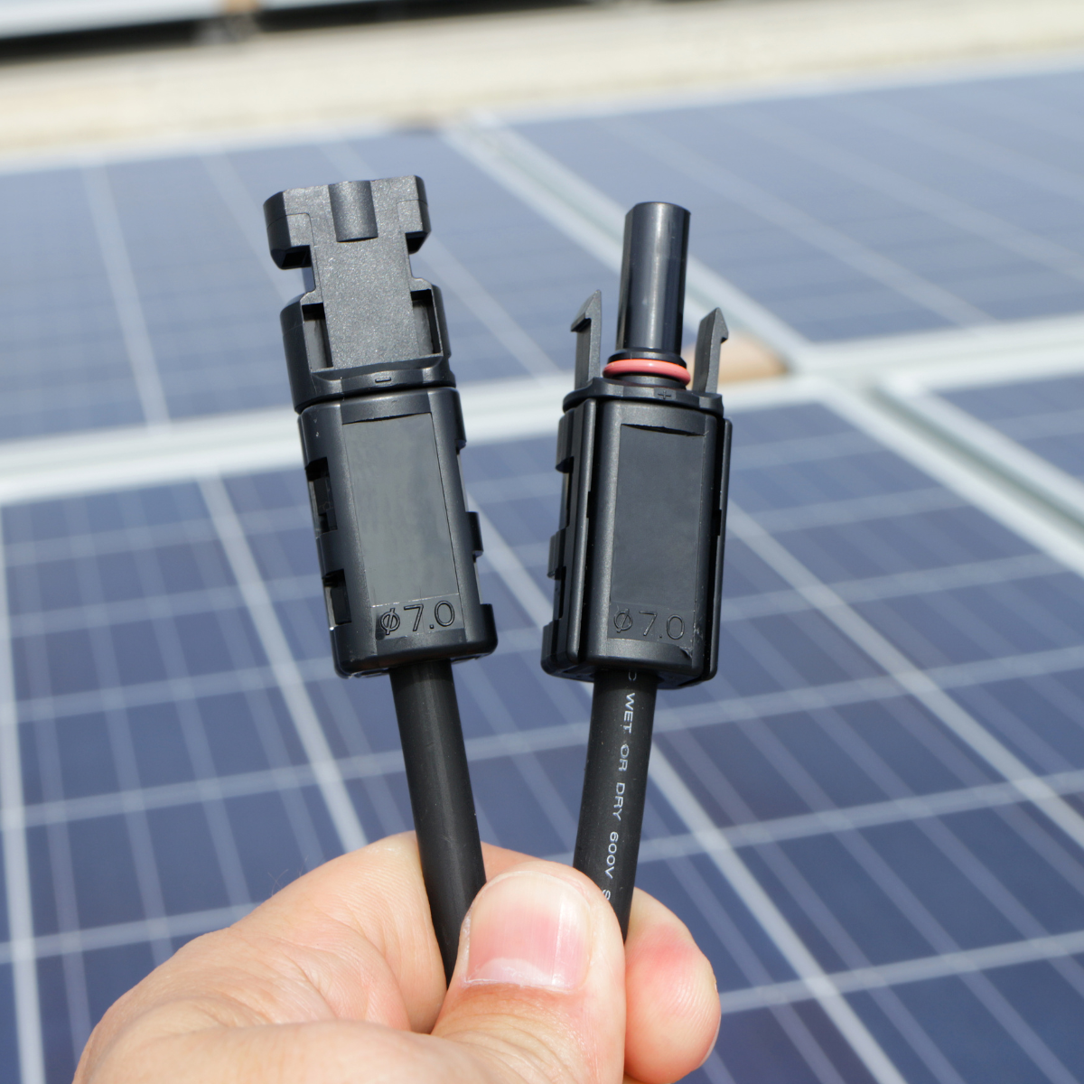 Rex-Website Images (73)