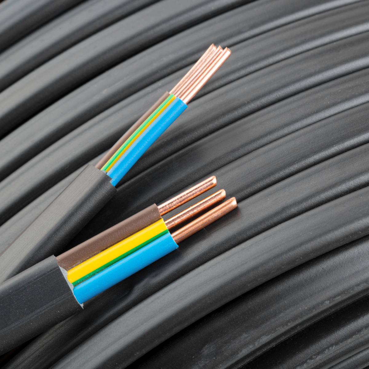 Rex-Website Images (77)