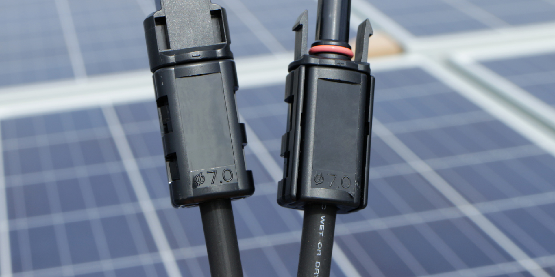 Rex-Website Images (73)